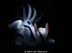 This is a photo of a common nudibranch, Chromodoris Willa... by Glenn Ian Villanueva 